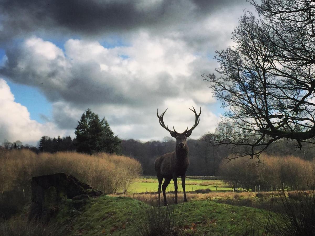 La Tiny Du Parc : Saint Symphorien Des Monts Villa Ernee Bagian luar foto